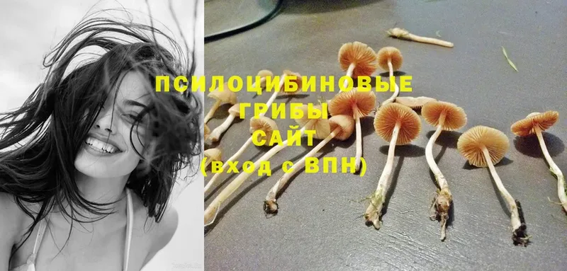 Псилоцибиновые грибы Magic Shrooms  наркота  Никольск 